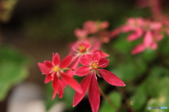 秋の山野草展26