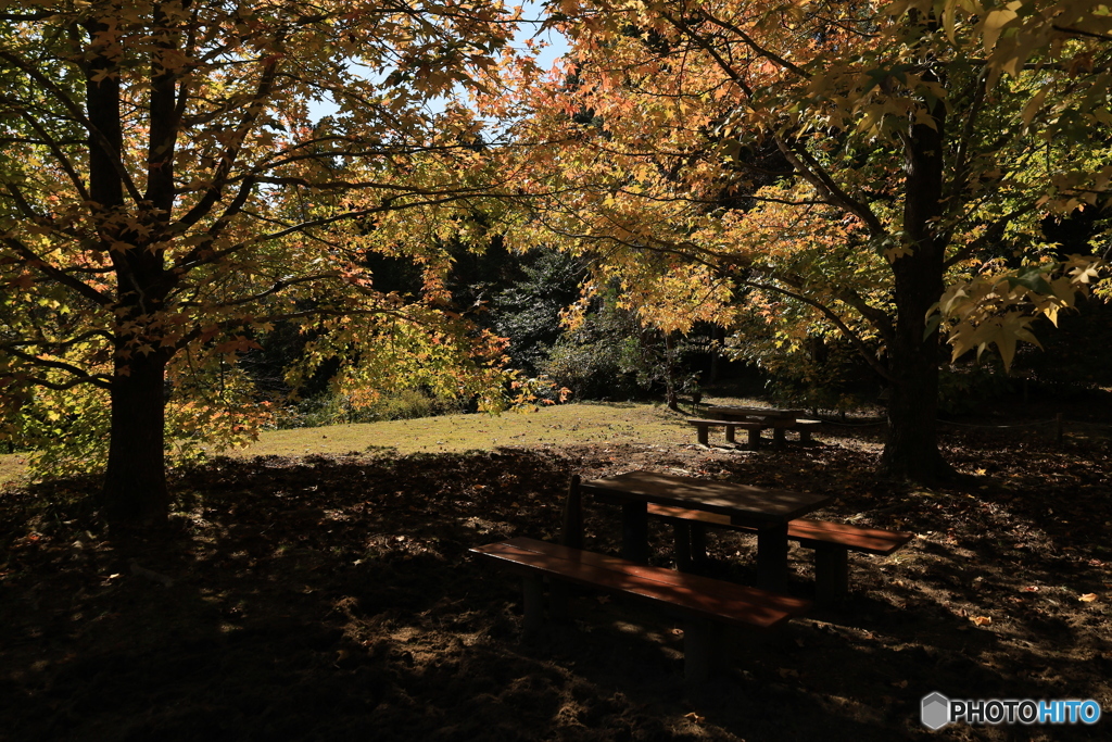 森からの便り13