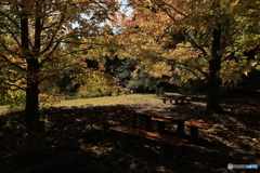 森からの便り12