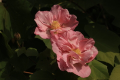 晩秋の好古園17