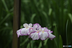 615菖蒲2