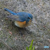 鳥撮影５