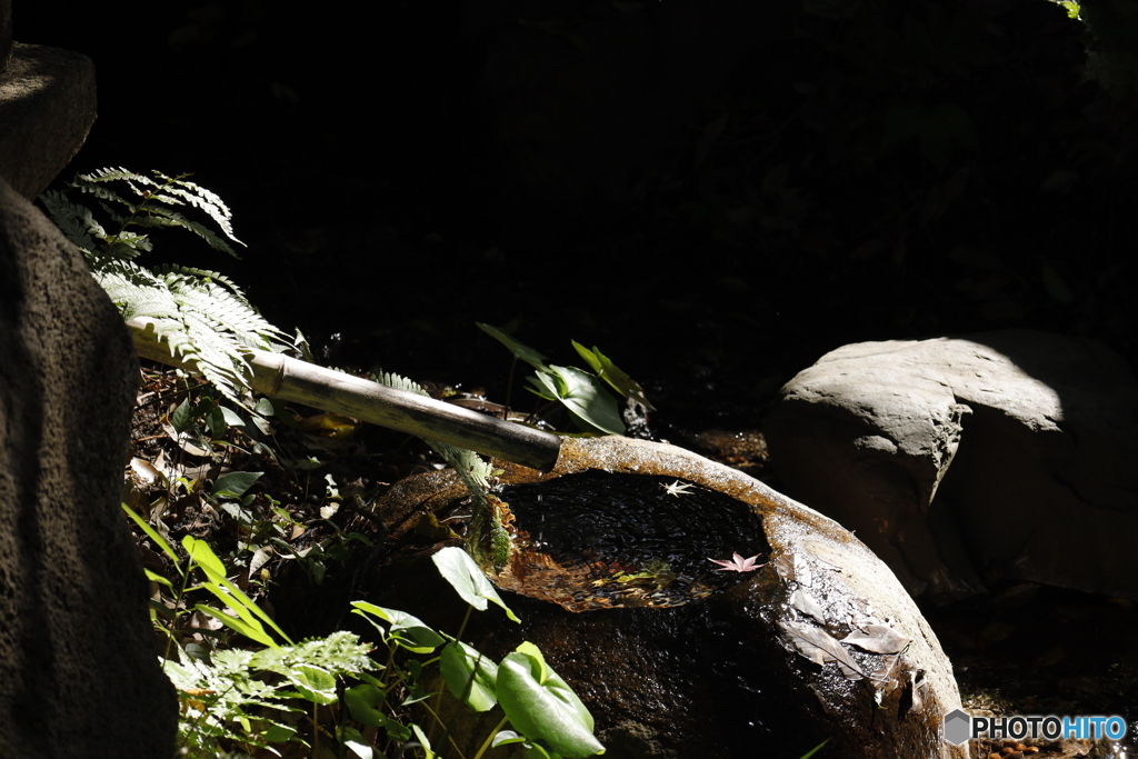 晩秋の相楽園19