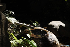 晩秋の相楽園19