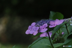 池のほとりで