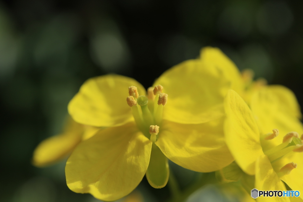 菜の花