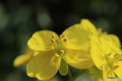 菜の花
