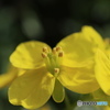 菜の花