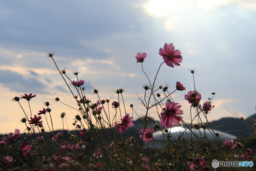 夕陽とコスモス 2