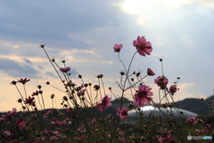 夕陽とコスモス 2