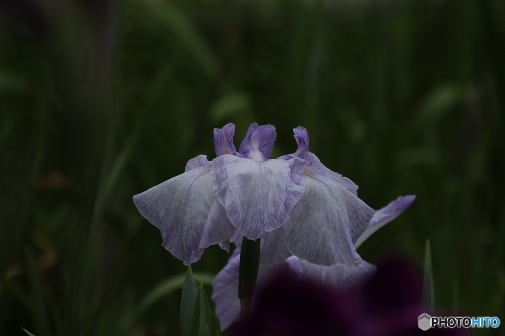 615菖蒲4