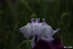 615菖蒲4