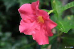 秋の山野草展38