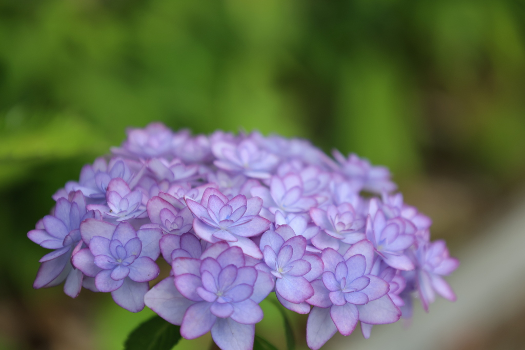 紫陽花