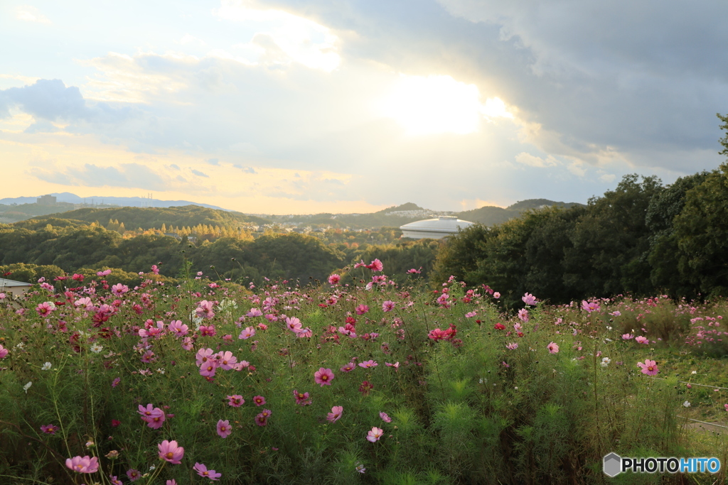 夕陽とコスモス15