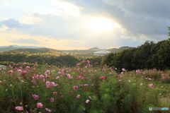 夕陽とコスモス15