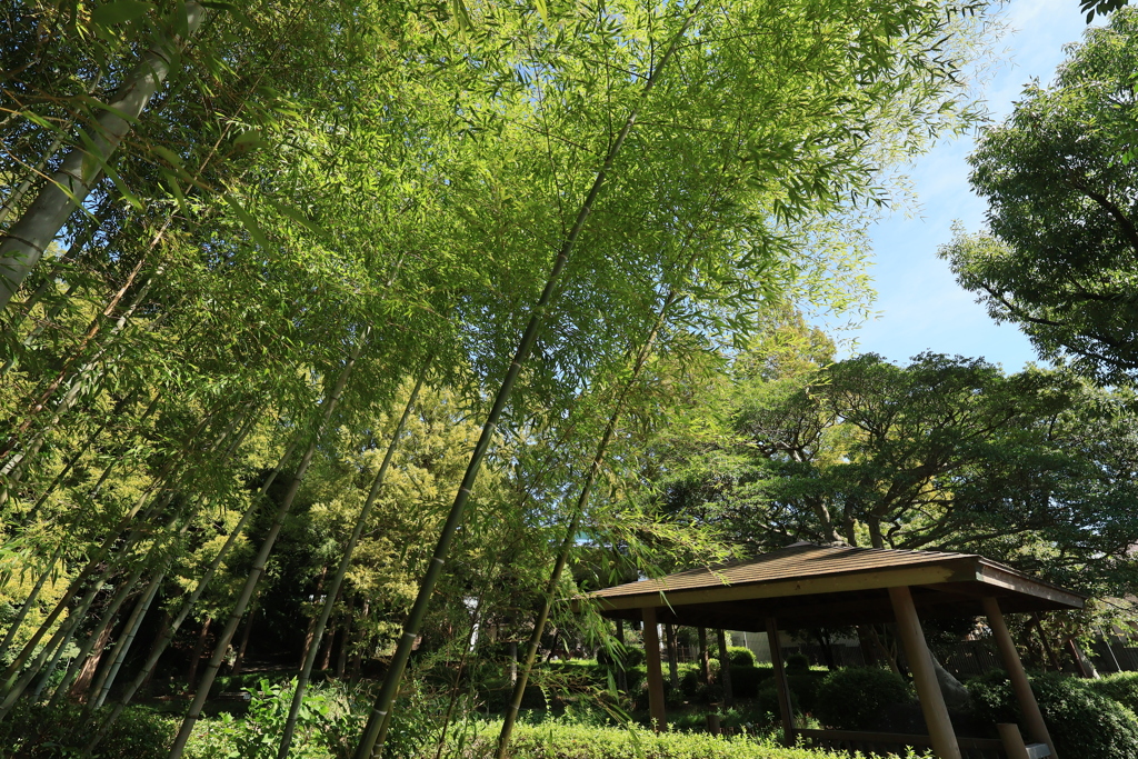 竹林1