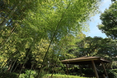 竹林1