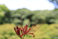 咲き始め