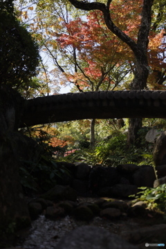 晩秋の相楽園27