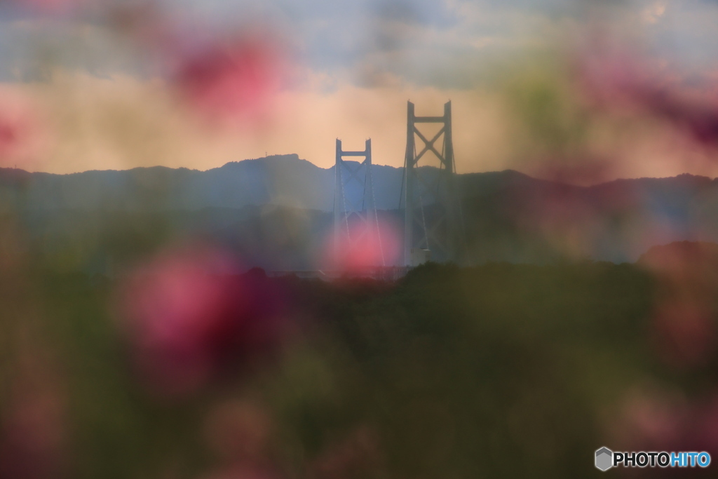 夕陽とコスモス6