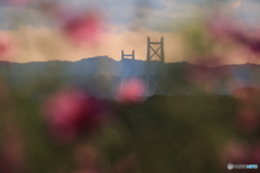 夕陽とコスモス6