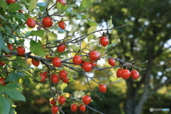 赤い実り 赤い実り