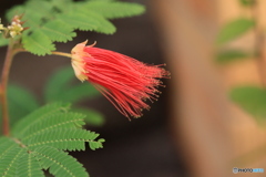 秋の山野草展32