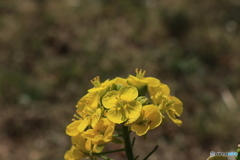 菜の花