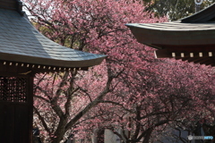 社殿の咲きには