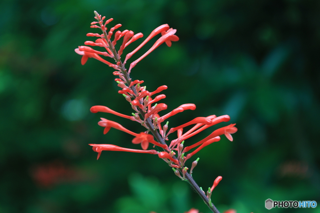  紅樓花
