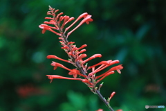  紅樓花