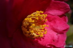 アップで山茶花