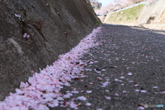 散るもよし