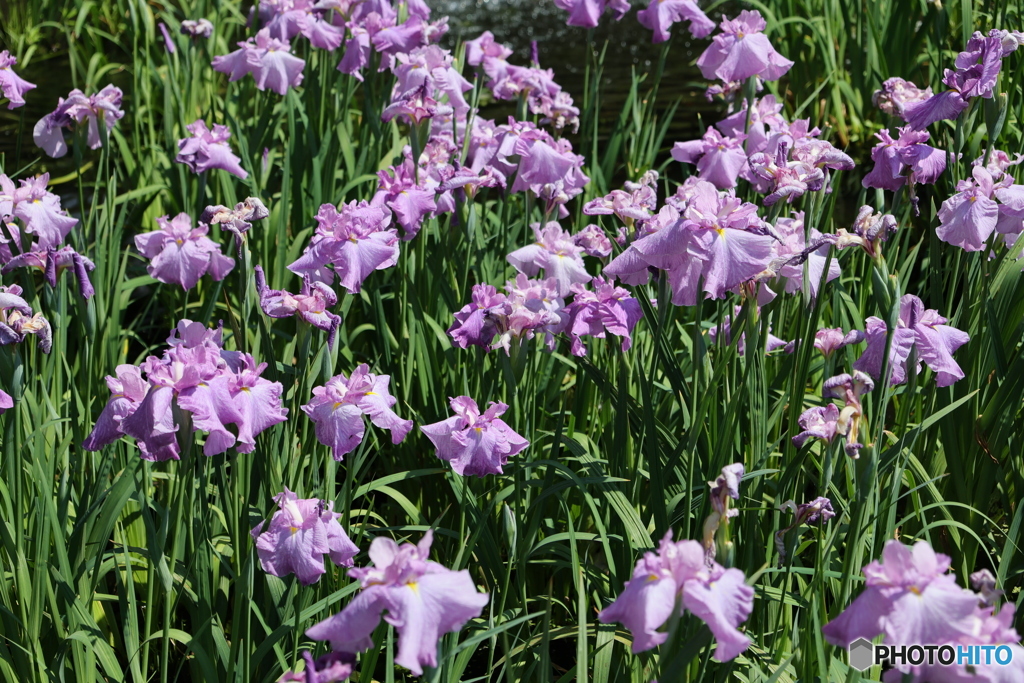 621菖蒲6