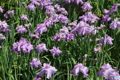 621菖蒲6