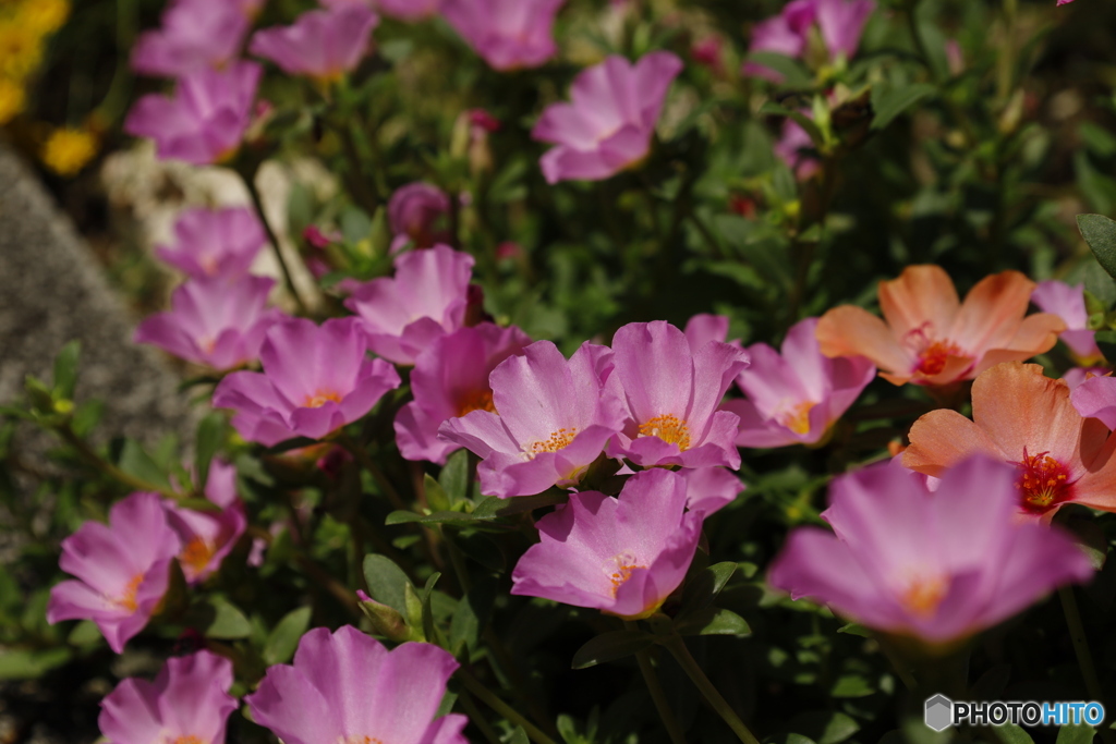満開の夏の花1