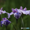 607菖蒲25