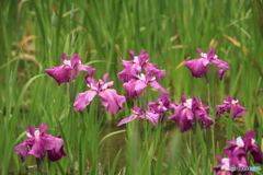 607菖蒲24