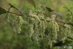 花なんです？