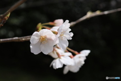 明石公園の桜