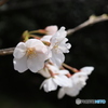 明石公園の桜