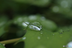 雨上がりの雫3