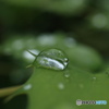 雨上がりの雫3
