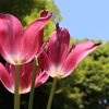 チューリップ