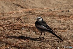 松葉の上のひと息