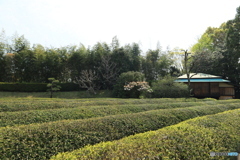 茶畑