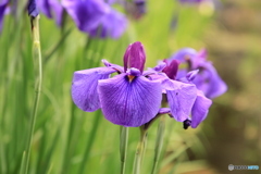 607菖蒲11