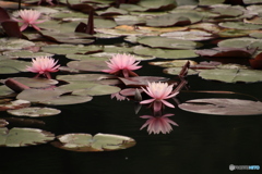 睡蓮の花