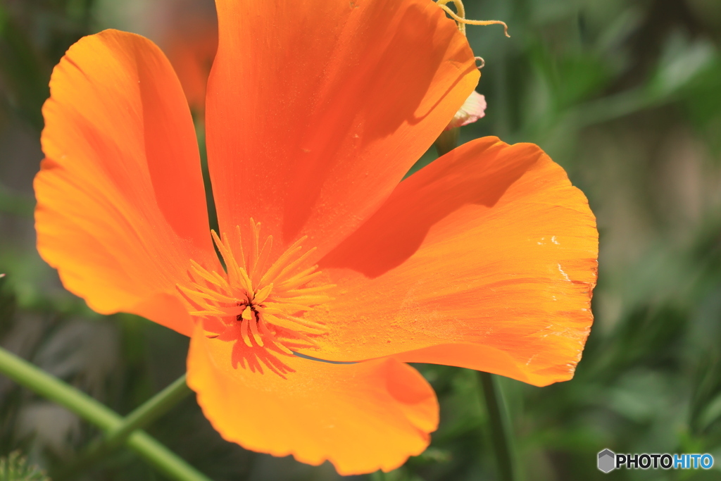California Poppy